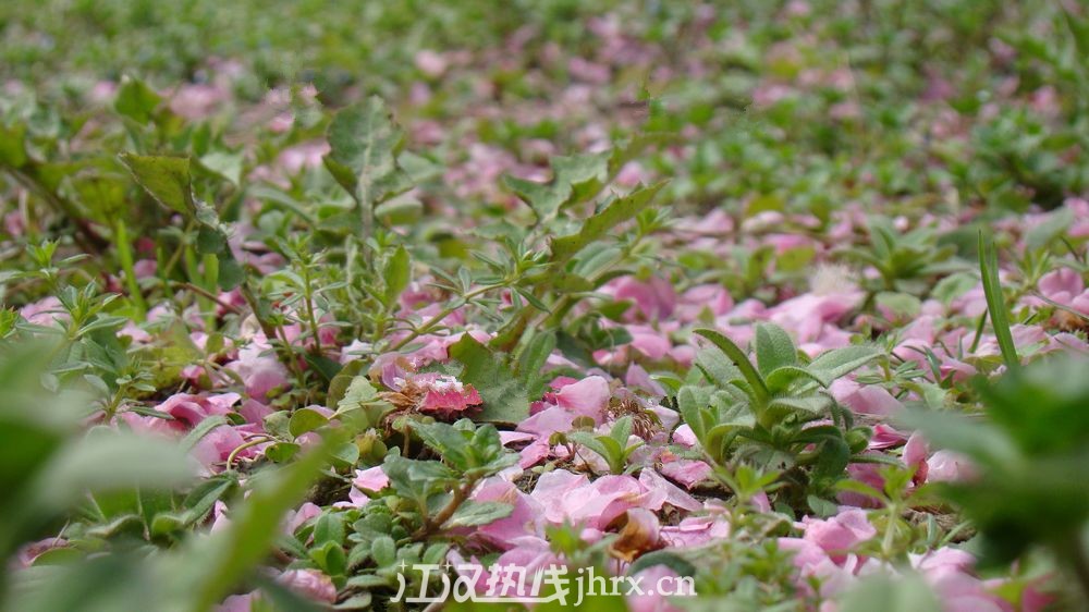 花开花落自有时