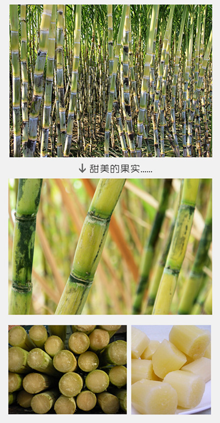 白甘蔗 甘蔗社保