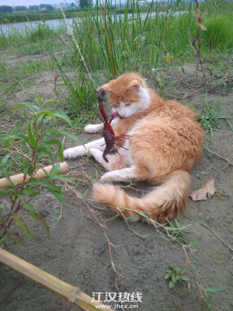 大家钓虾子!