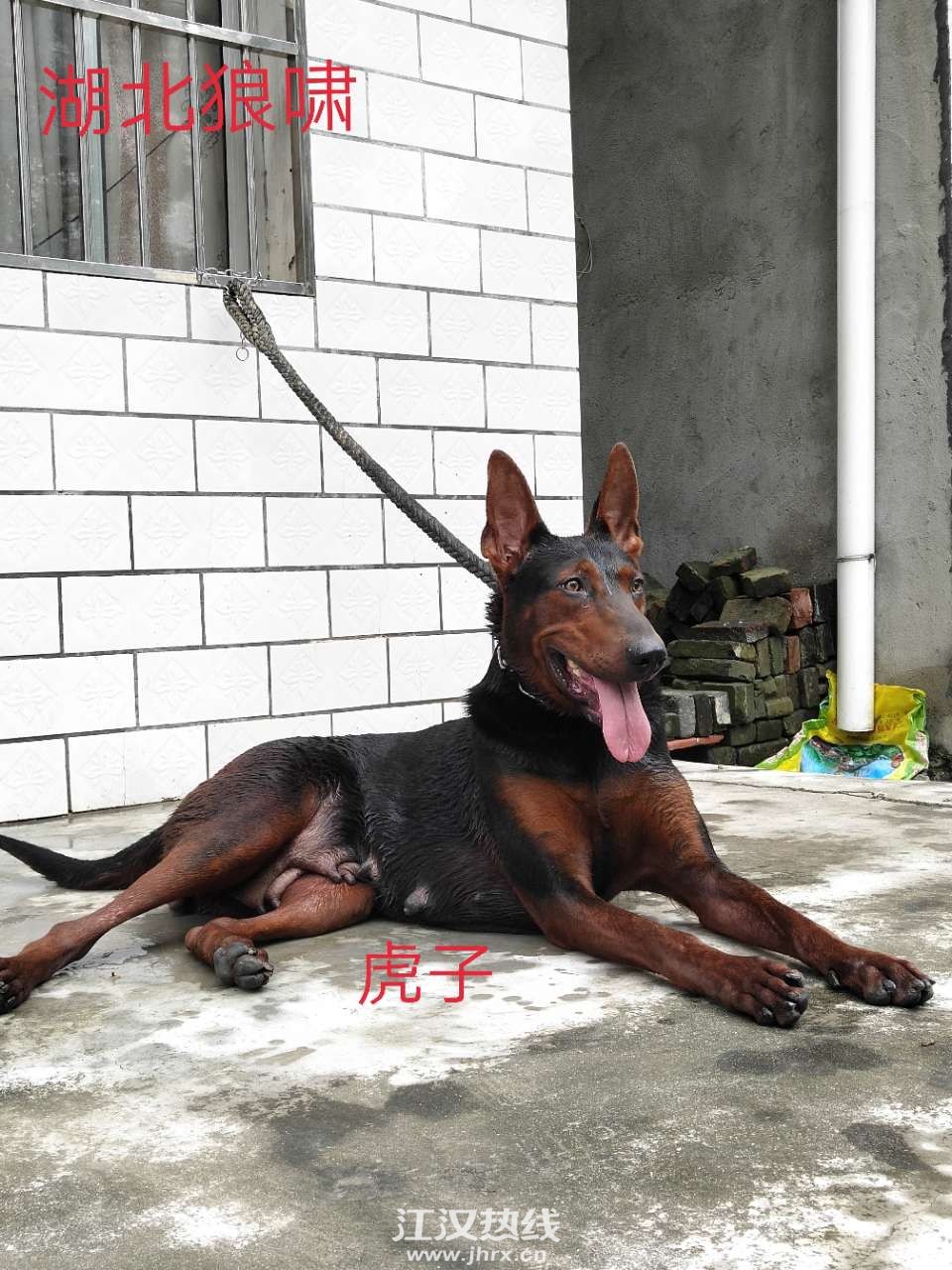 狼啸犬业 专业纯种莱州红狼犬繁育!