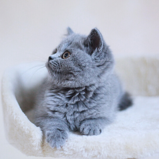 很漂亮蓝猫
