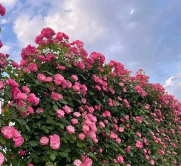 四季花开！这里华丽变身→城市后花园