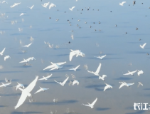 万羽翩跹！“它们”已抵达仙桃