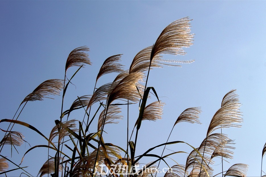 沙湖芦苇.jpg