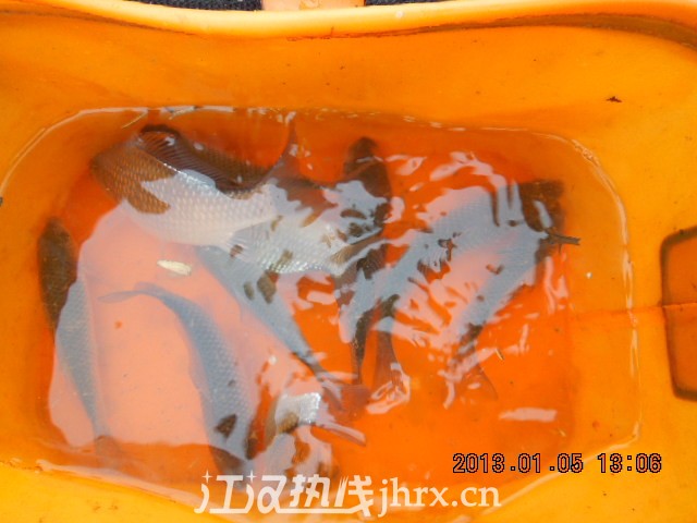 洪湖钓鱼早上的鱼获