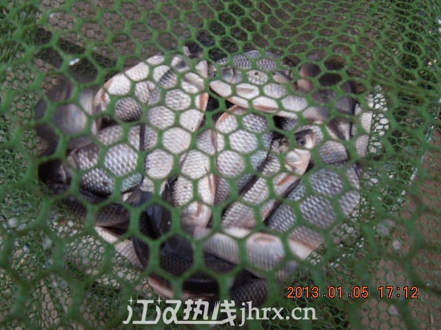 钓友鱼获