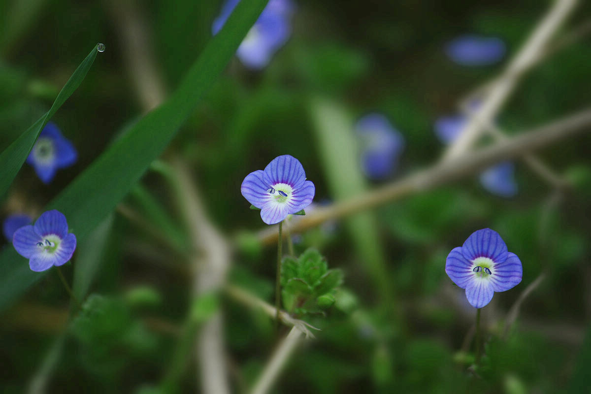 油菜花3.jpg