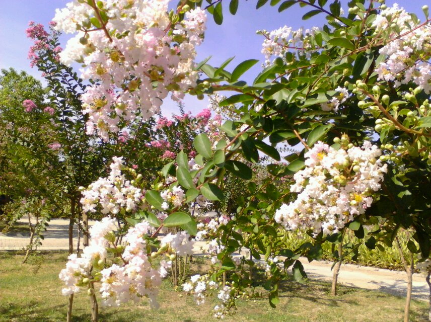 这花开的像春天