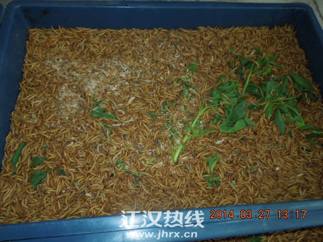 DSCN7408.jpg