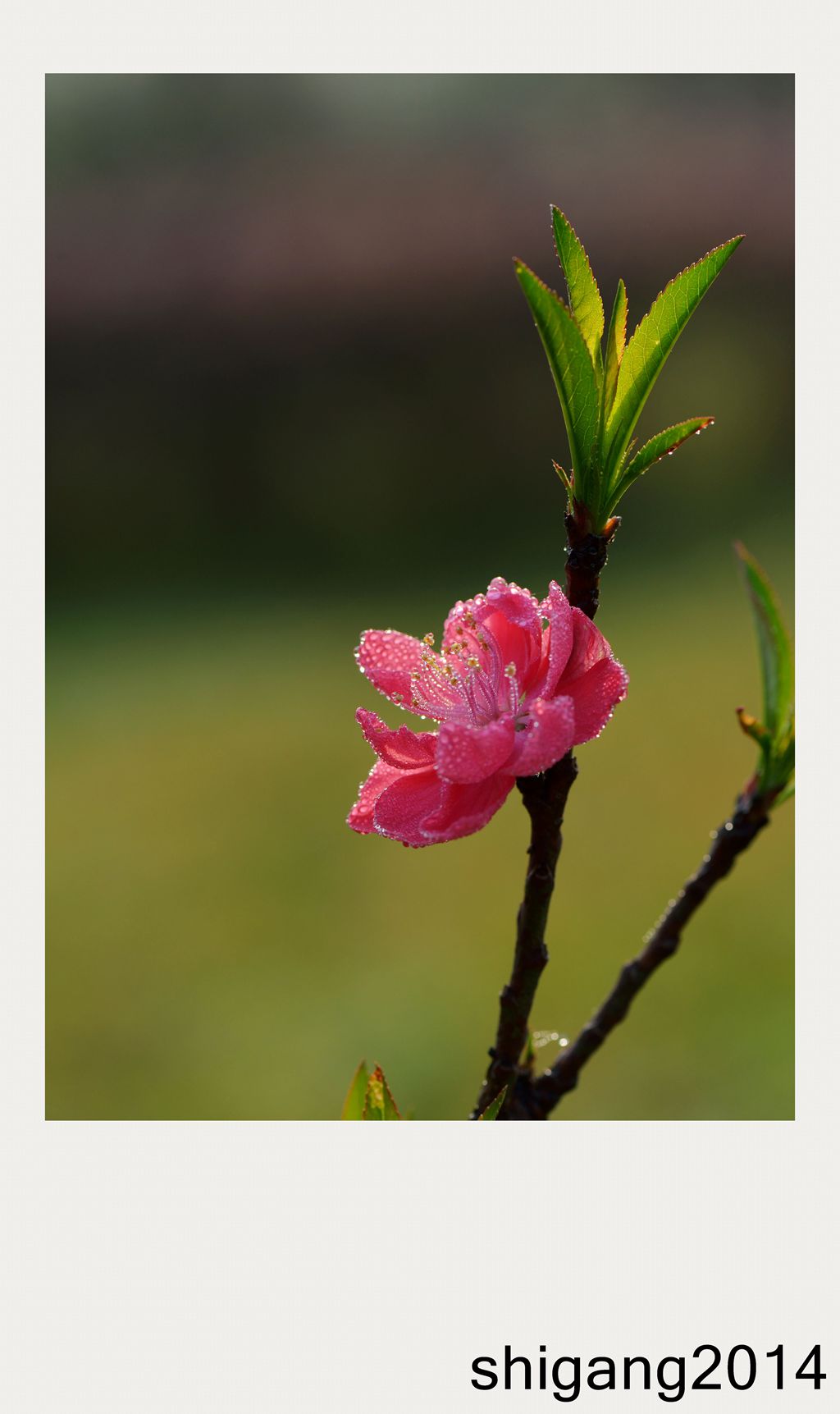 带露珠的桃花图片图片