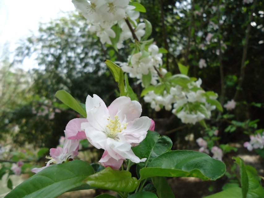 倭花和梨花