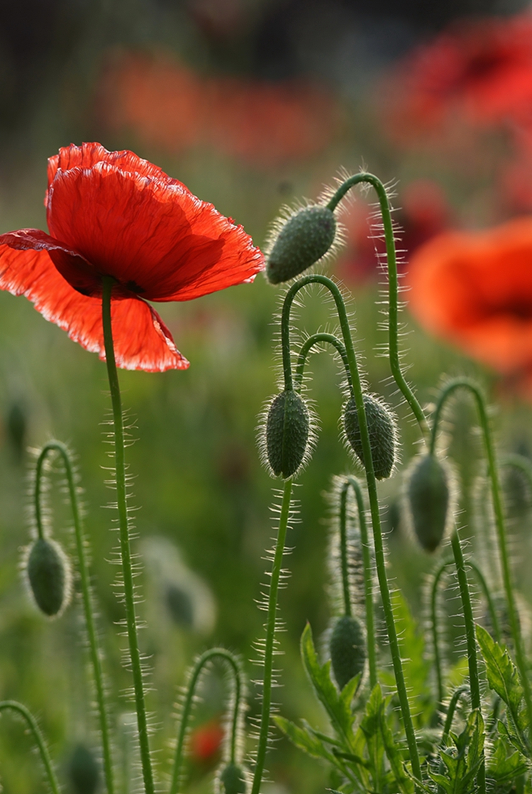虞美人,也叫小种罂粟花