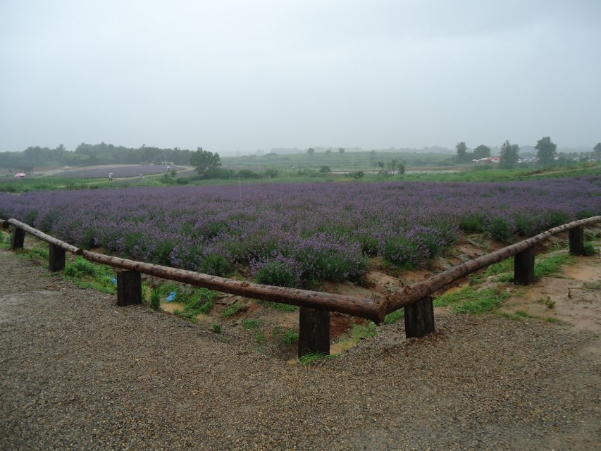 江夏薰衣草广场2.jpg