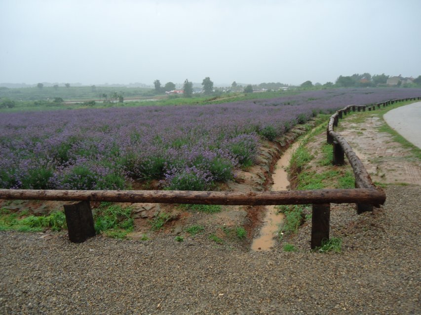 江夏薰衣草广场3.jpg