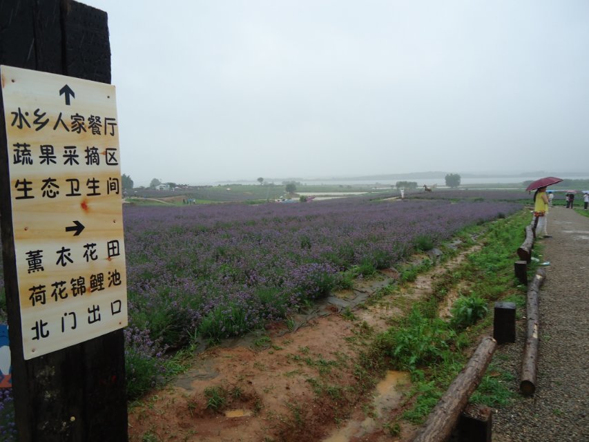 江夏薰衣草广场4.jpg