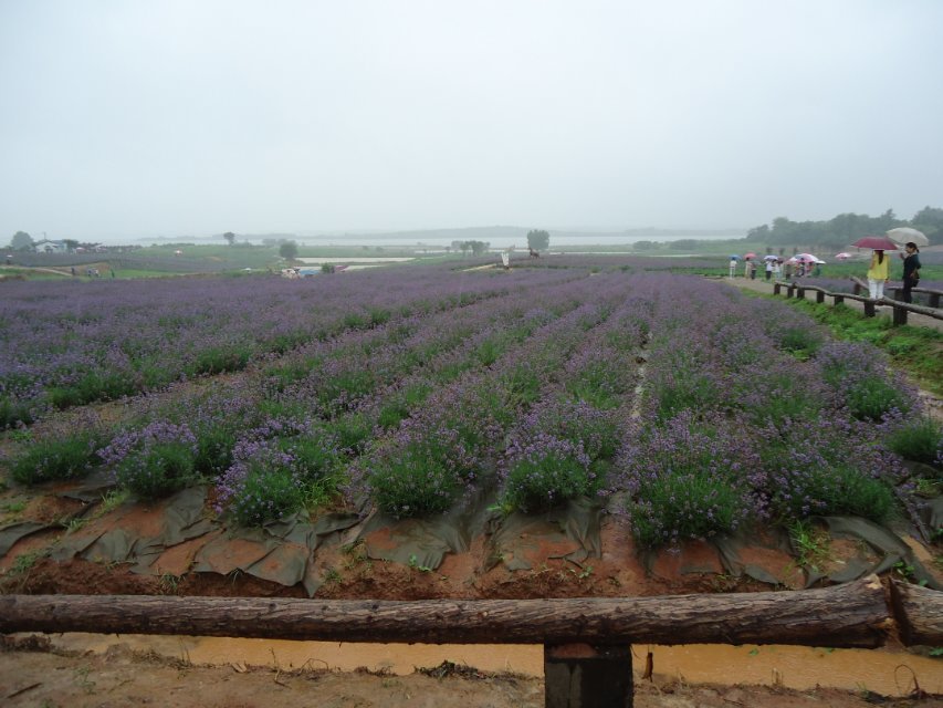 江夏薰衣草广场5.jpg