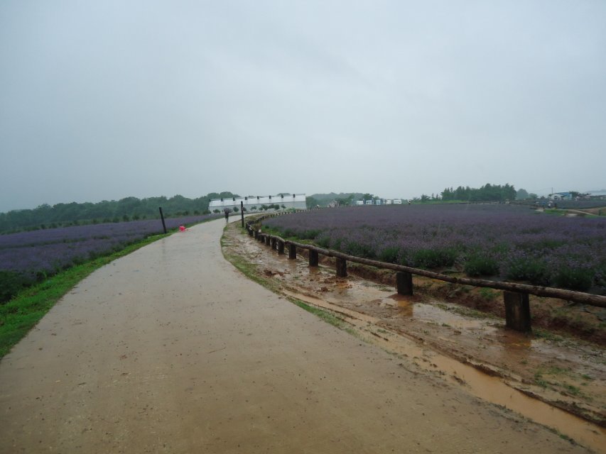 江夏薰衣草广场6.jpg