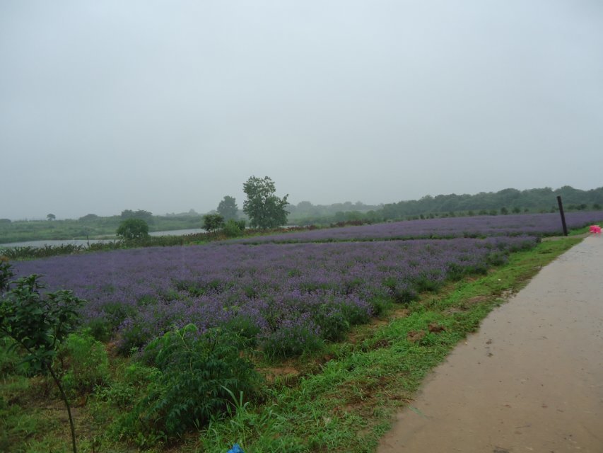 江夏薰衣草广场7.jpg