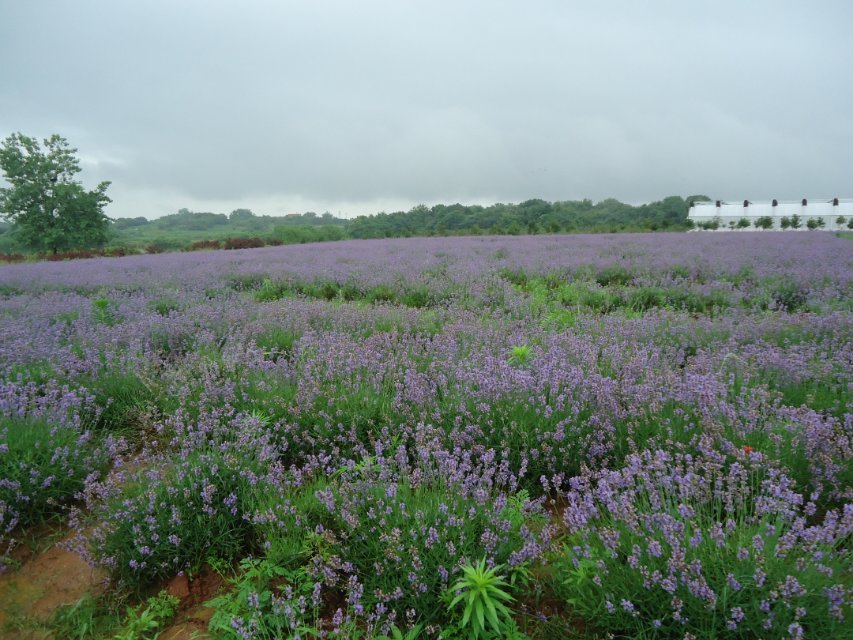 江夏薰衣草广场9.jpg