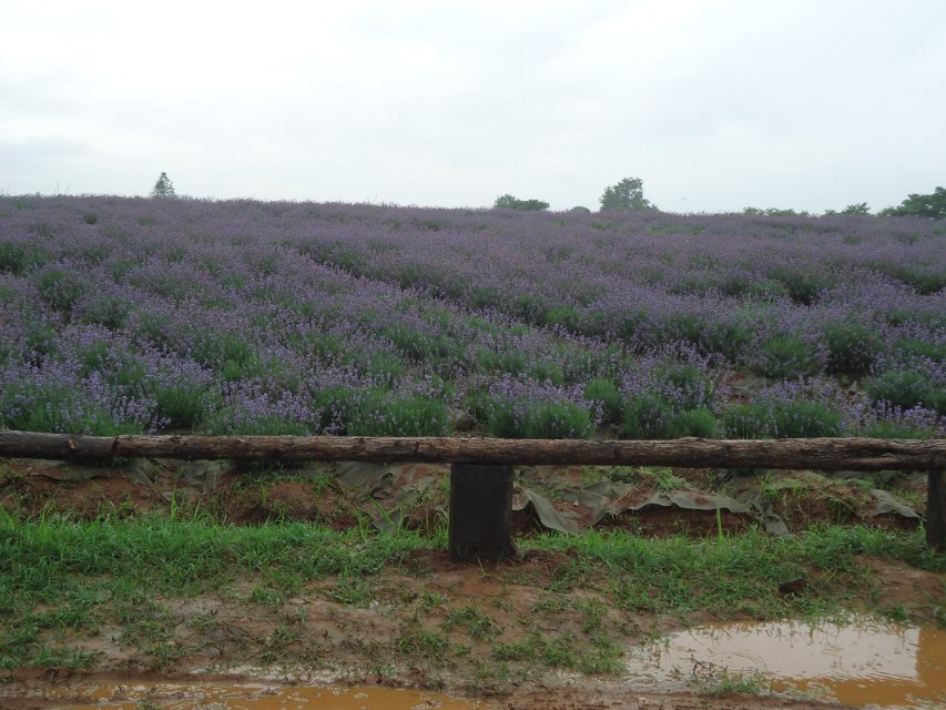 江夏薰衣草广场10.jpg