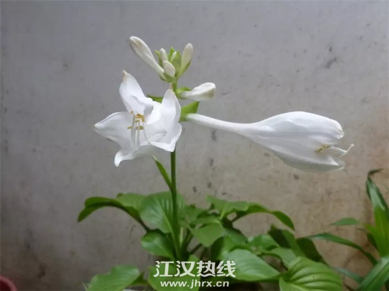 玉簪花1.jpg