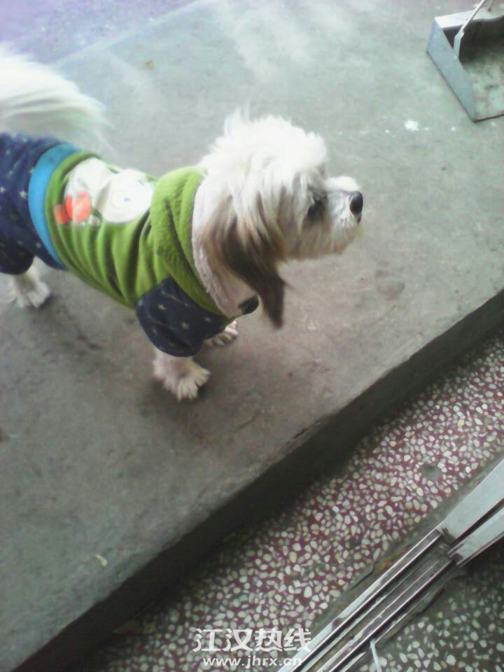 京巴犬