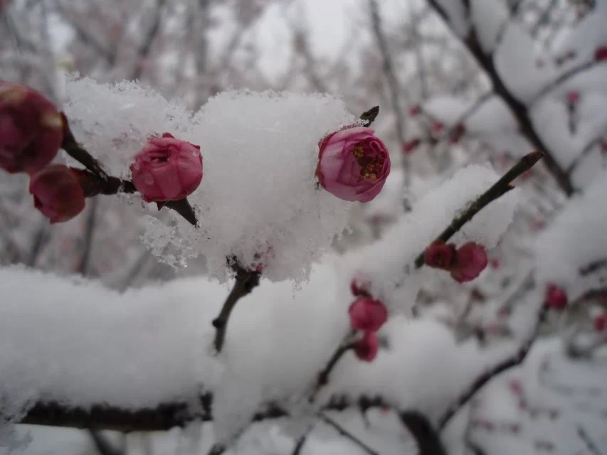 寒梅傲雪10.jpg