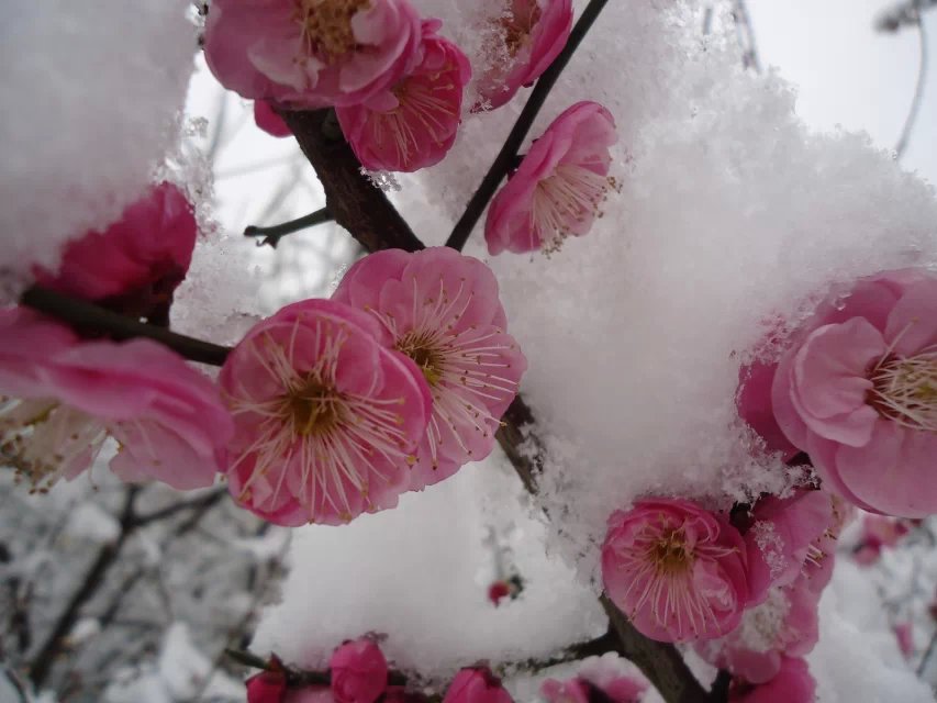 寒梅傲雪2.jpg