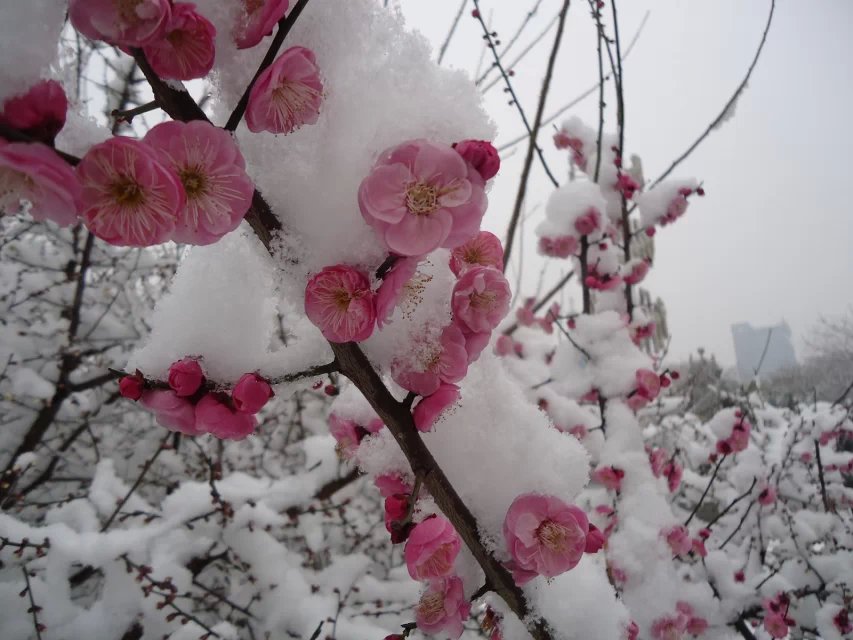 寒梅傲雪1.jpg