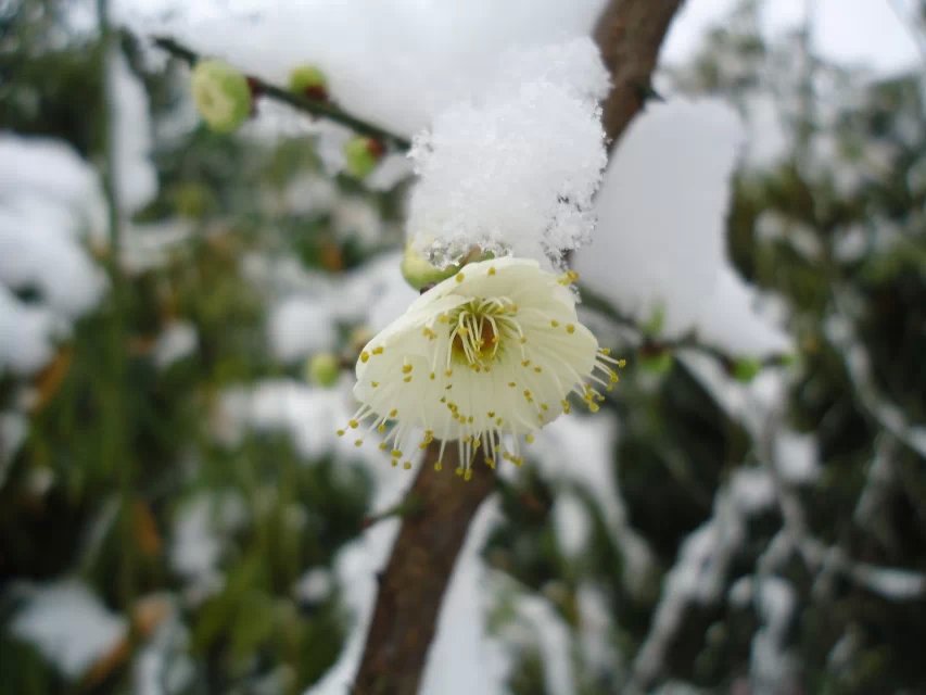 寒梅傲雪3.jpg