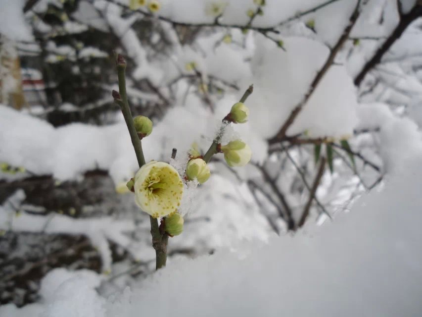 寒梅傲雪4.jpg