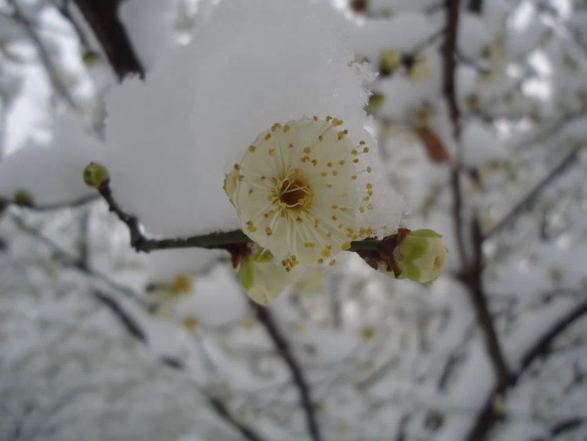 寒梅傲雪5.jpg