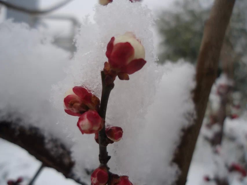 寒梅傲雪6.jpg