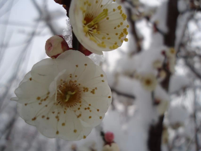 寒梅傲雪8.jpg