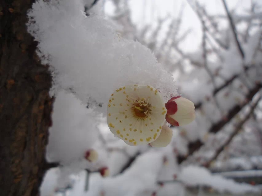 寒梅傲雪7.jpg