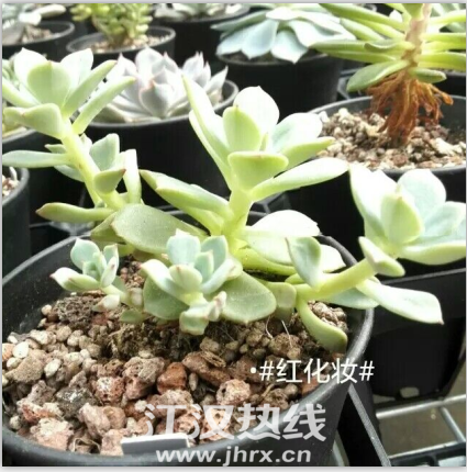 QQ图片20150701163210.png