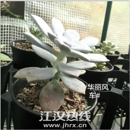 QQ图片20150701163234.png