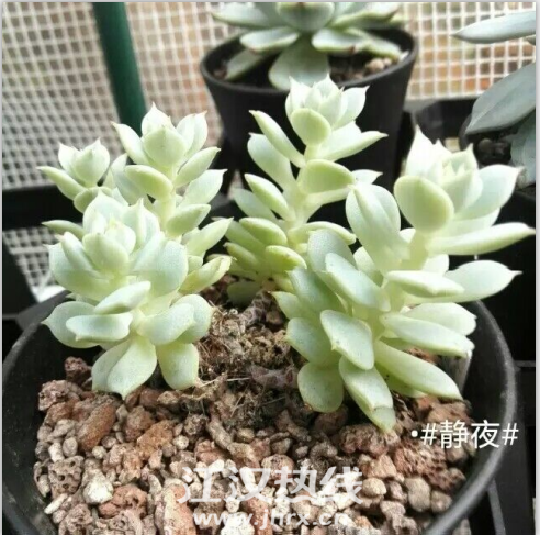 QQ图片20150701163333.png