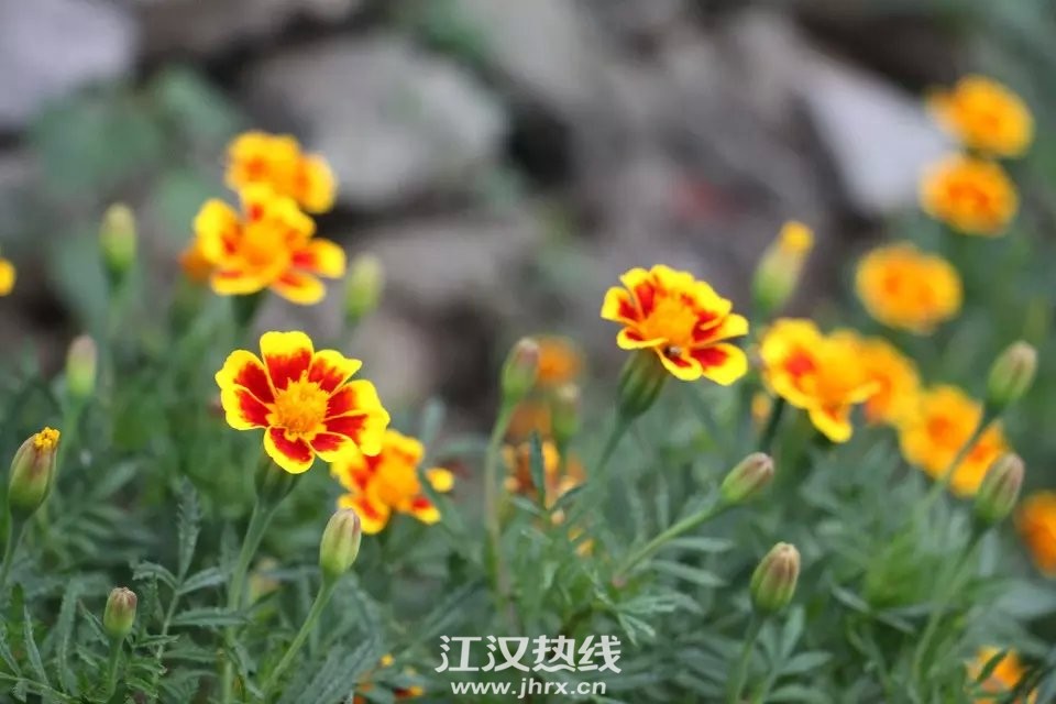 花为媒