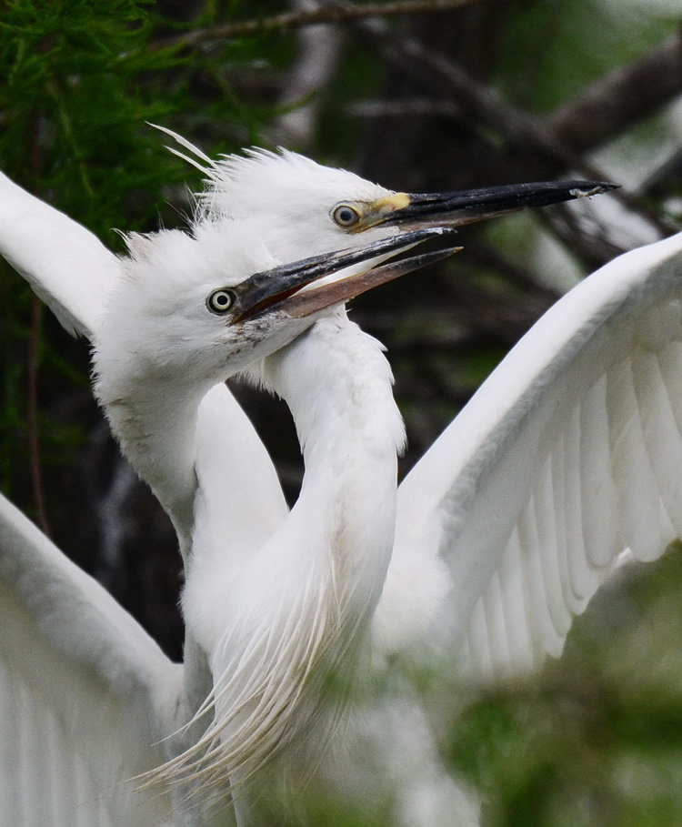 繁殖期的白鹭与雏鸟的成长