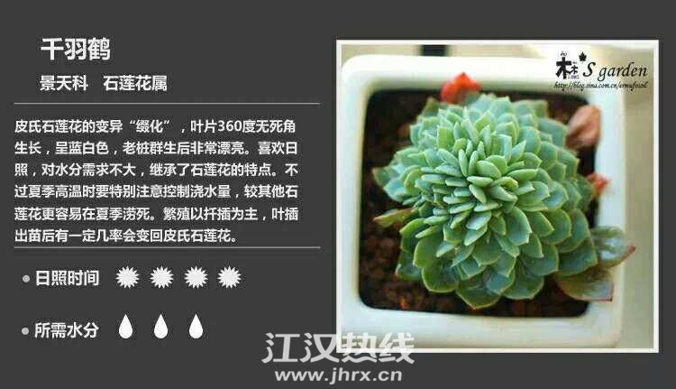 多肉图鉴 (多图慎点)