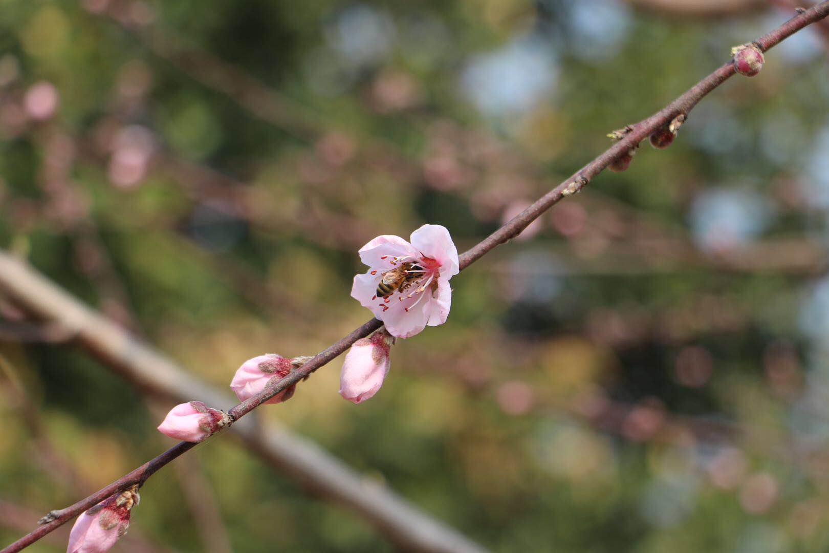 三月桃花五月果