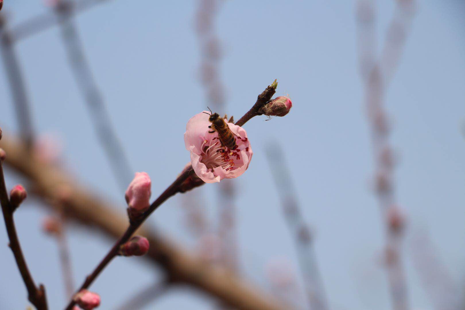 枝头蜜蜂舞昨蝶