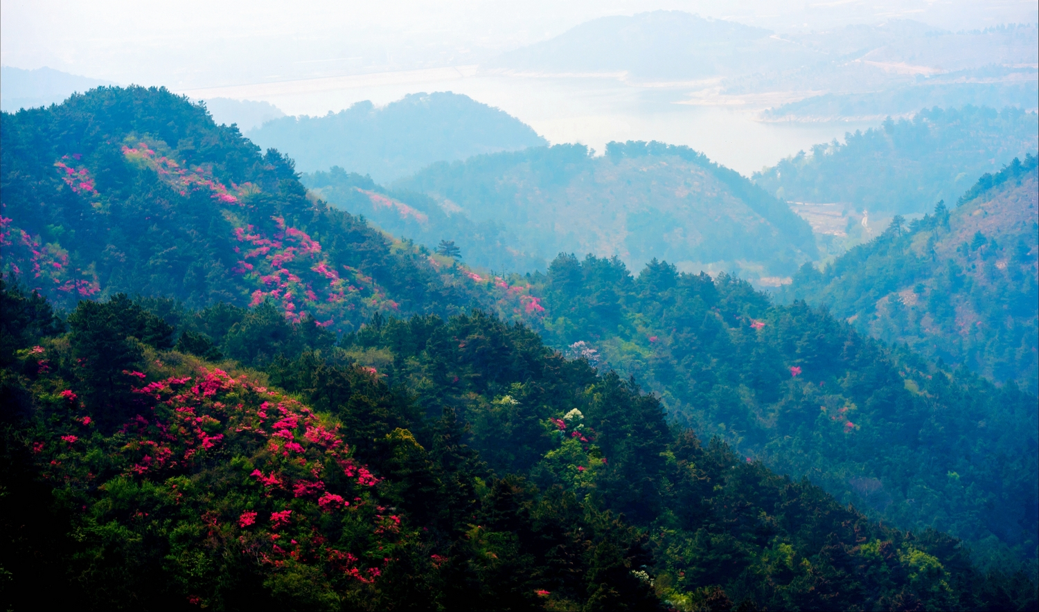 何文兵杜鹃浸染云雾山.jpg