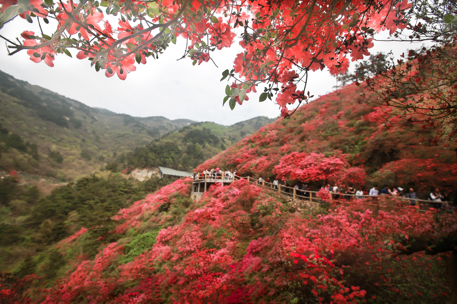 李菲菲漫山遍野杜鹃红.jpg