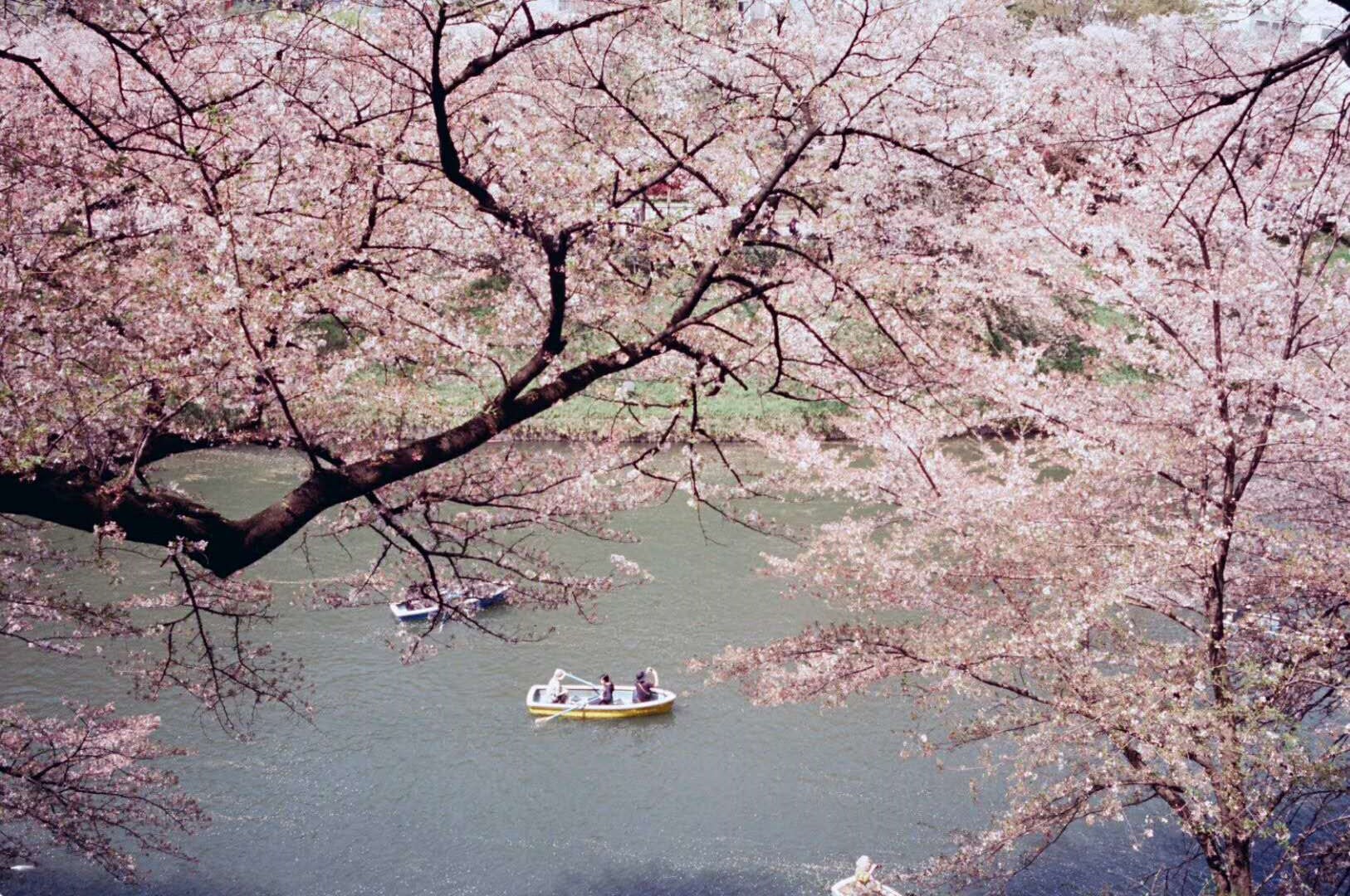 上野的樱花.jpg