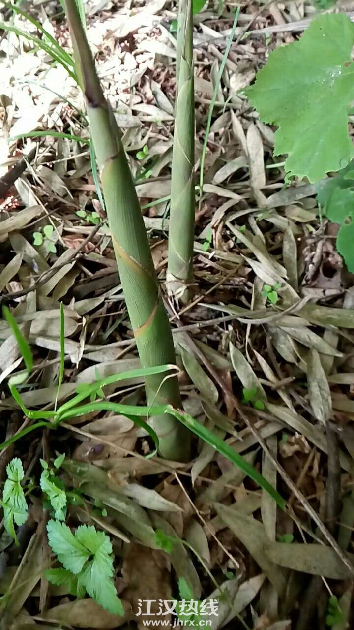 野竹笋有人要吗?要请联系我