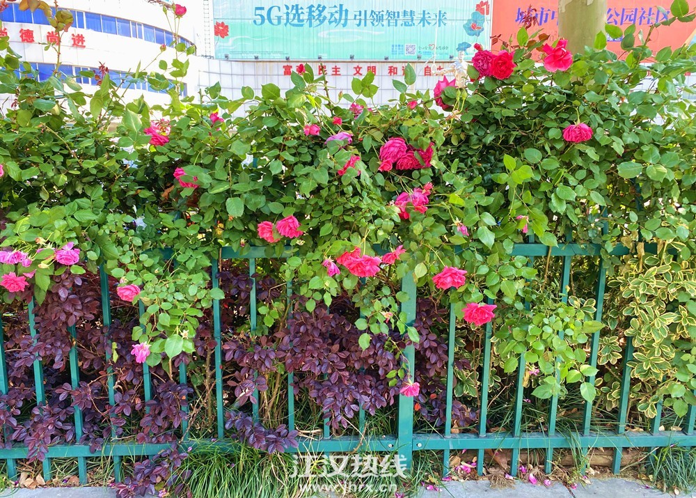微信图片_20200424155528_副本.jpg