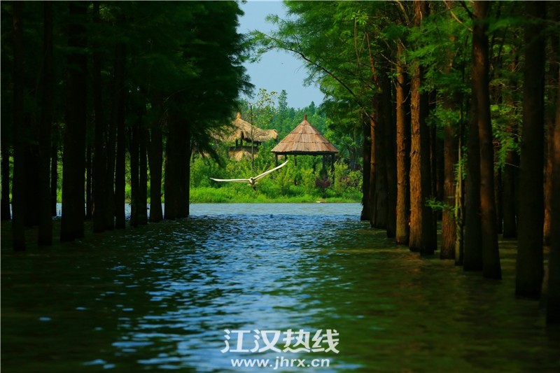 仙桃梦里水乡—乡野湿地·水上森林-3.JPG