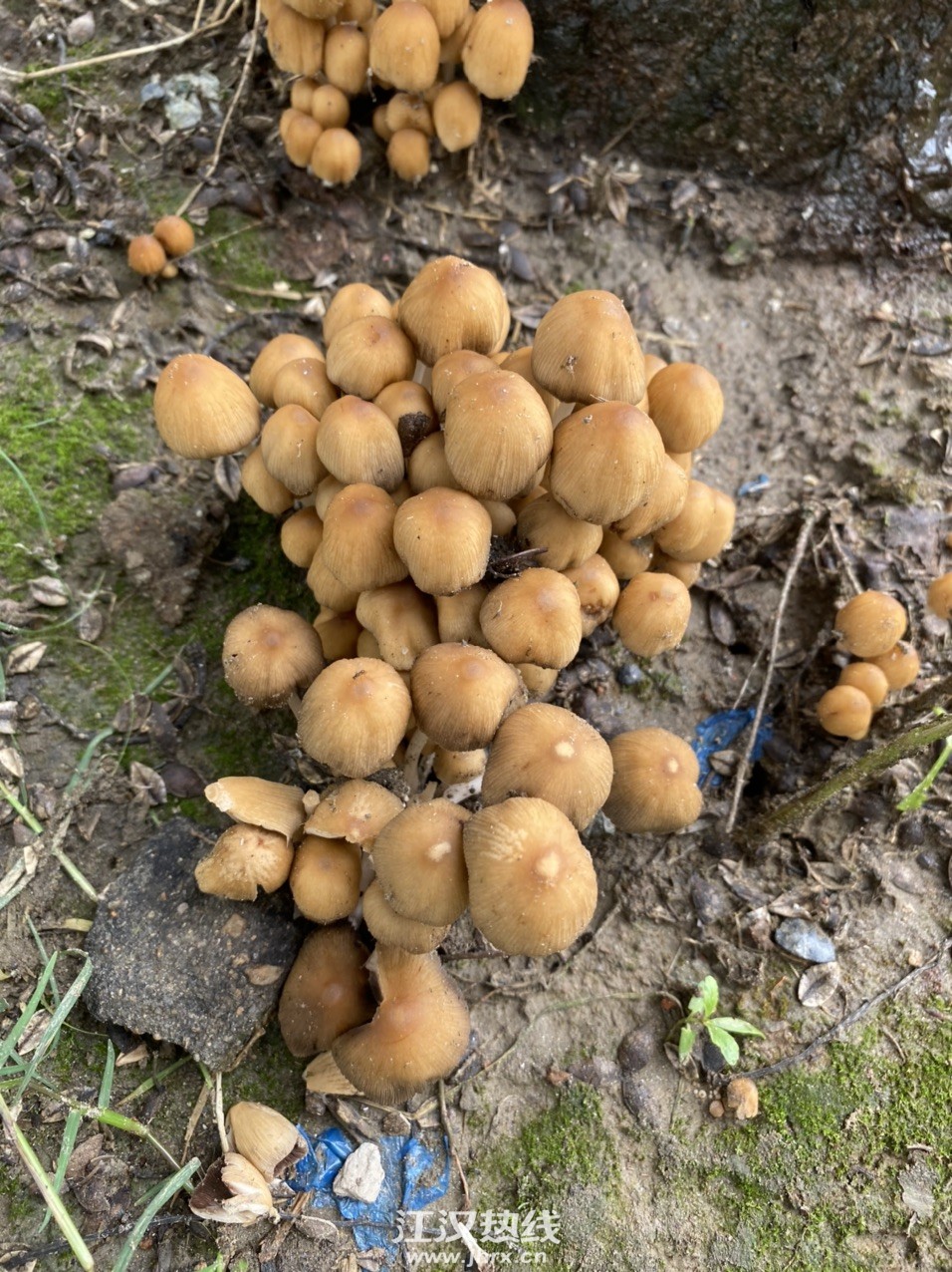 我在襄河的树下发现了这些蘑菇,像伞一样,成群一大片,这能吃吗?